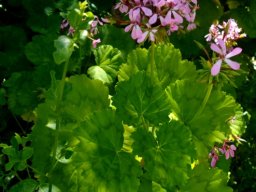 Pelargonium zonale