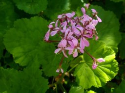 Pelargonium zonale flowers