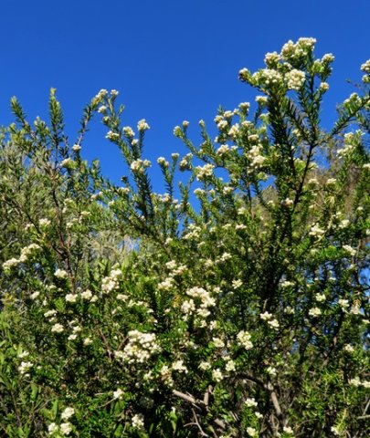 Phylica axillaris