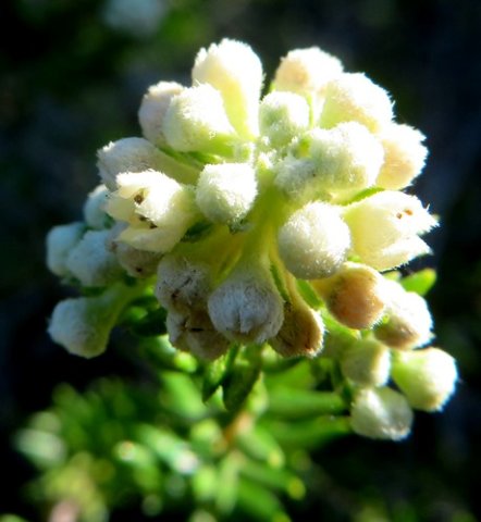 Phylica axillaris dense raceme