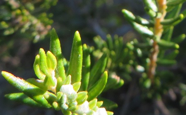 Phylica axillaris stem-tip leaves