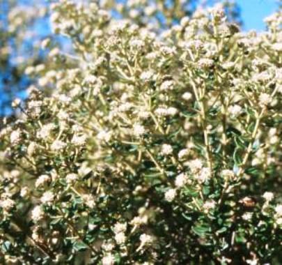 Phylica buxifolia in flower