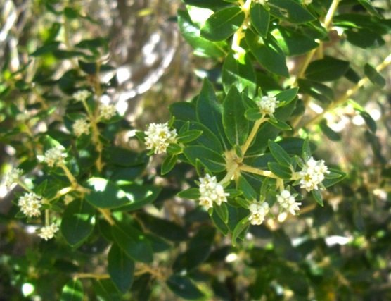 Phylica buxifolia flowers in dappled shade