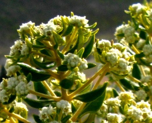 Phylica buxifolia flowers begin to open