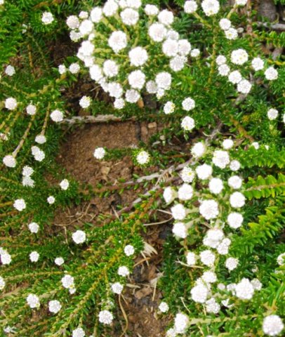 Phylica ericoides