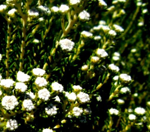 Phylica ericoides stem-tips