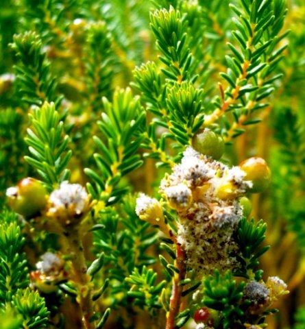 Phylica ericoides young leaves