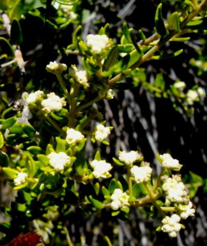 Phylica humilis 