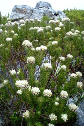 Phylica imberbis var. eriophoros