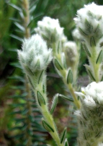 Phylica imberbis var. imberbis woolly tips