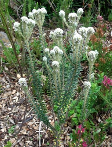 Phylica imberbis var. imberbis