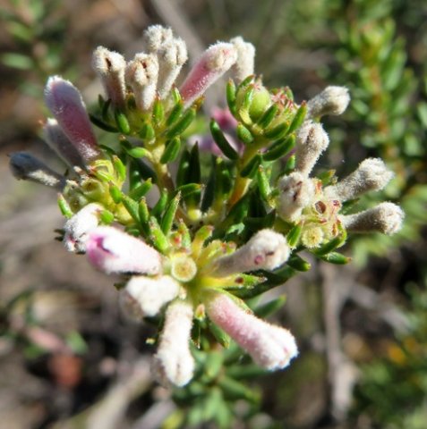 Phylica lachneaeoides floral stages