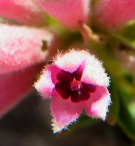 Phylica lachneaeoides heart-shaped anthers