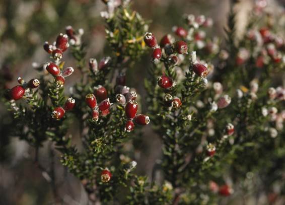 Phylica lanata coloured fruit
