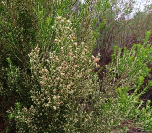 Phylica paniculata flowers