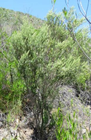 Phylica paniculata