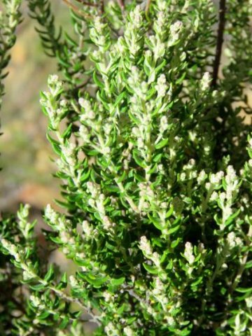 Phylica paniculata leaves