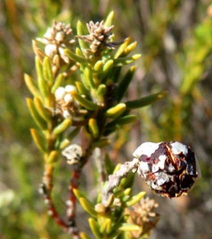 Phylica rigidifolia ripe fruit bursting