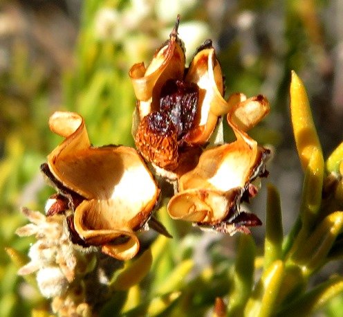 Phylica rigidifolia fruit husk after opening
