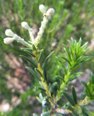 Phylica