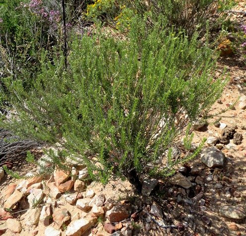 Phylica rigidifolia
