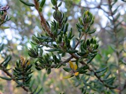 Phylica axillaris leaves