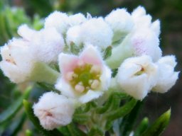 Phylica axillaris slightly pink flower