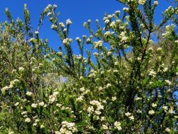 Phylica axillaris