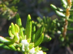 Phylica axillaris stem-tip leaves