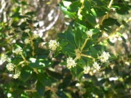 Phylica buxifolia flowers in dappled shade
