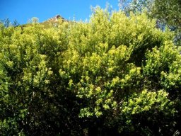 Phylica buxifolia