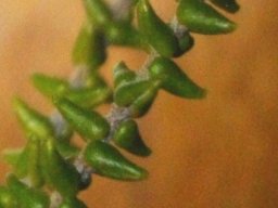 Phylica humilis leaves