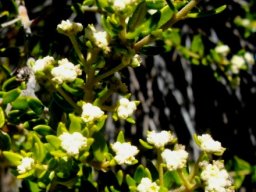 Phylica humilis 