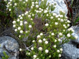 Phylica imberbis var. eriophoros
