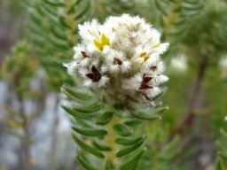 Phylica imberbis var. eriophoros flowerheads