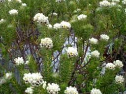 Phylica imberbis var. eriophoros