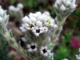 Phylica imberbis var. imberbis flowers