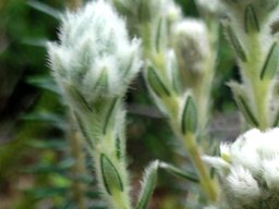 Phylica imberbis var. imberbis woolly tips