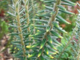 Phylica imberbis var. imberbis leaves