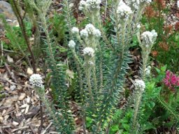 Phylica imberbis var. imberbis