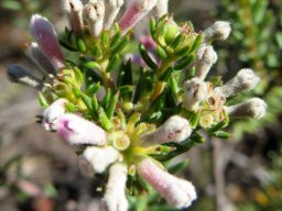 Phylica lachneaeoides floral stages