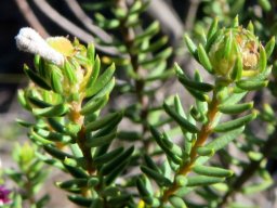 Phylica lachneaeoides nearing the end of the exercise