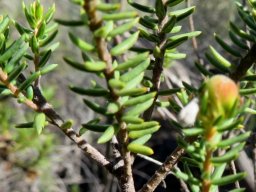 Phylica lachneaeoides leaves