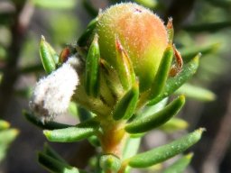 Phylica lachneaeoides unripe fruit capsule