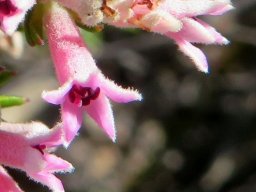 Phylica lachneaeoides half-open flower
