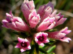 Phylica lachneaeoides inflorescence