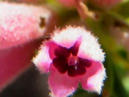 Phylica lachneaeoides heart-shaped anthers