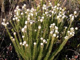 Phylica lanata leaves and buds