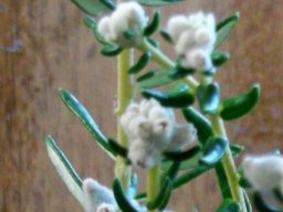 Phylica lasiocarpa
