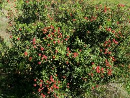 Phylica oleifolia many fruit